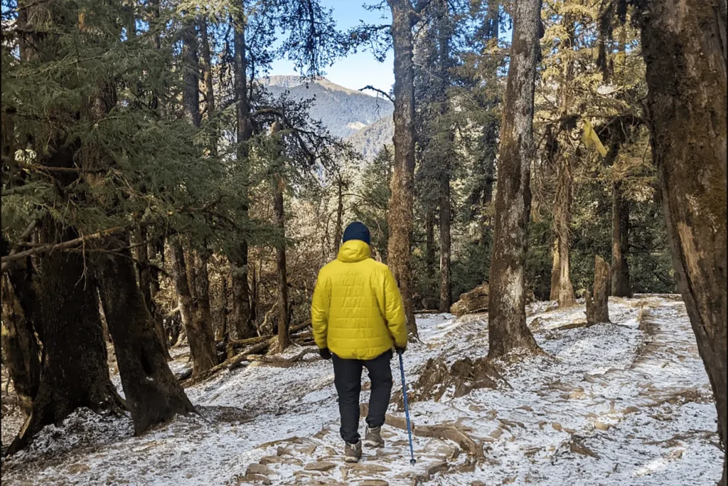 A trekker wearing yellow jacket walking amidst a dense jungle on Ali Bedni Trek in Uttarakhand