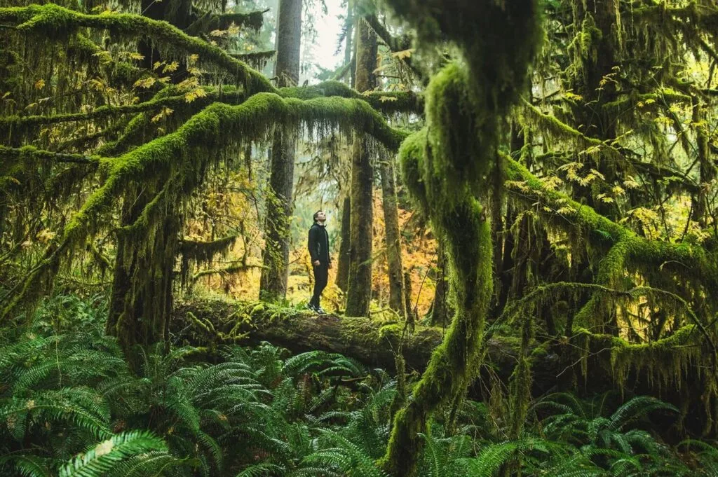 Drawn by wonders of nature, a man delves deeper into the forest.