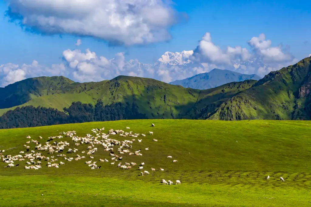 Lush green High altitude meadows called Ali Bedni Bugyal with herd of sheep grazing in Uttarakhand