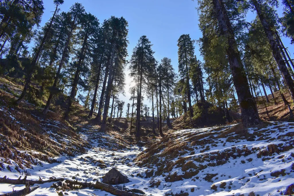 Deoban trek boasts enchanting forest trail covered with towering Deodar trees.