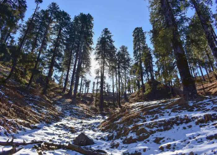 Deoban trek boasts enchanting forest trail covered with towering Deodar trees.