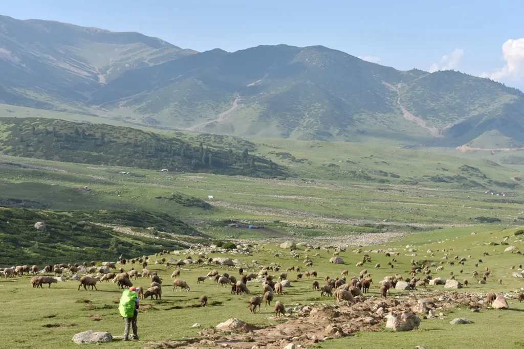 A herd of sheep grazing in the lush green valley on Doodhpathri trek in Kashmir.