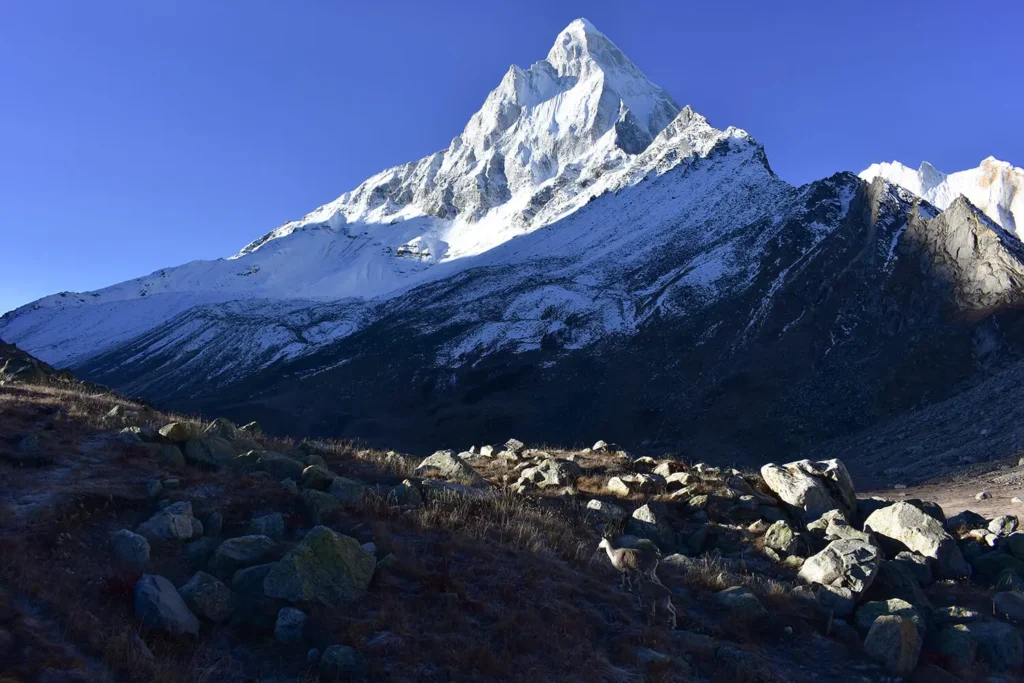 Mt Shivling and its grandeur figure on Gaumukh Tapovan Trek in June.