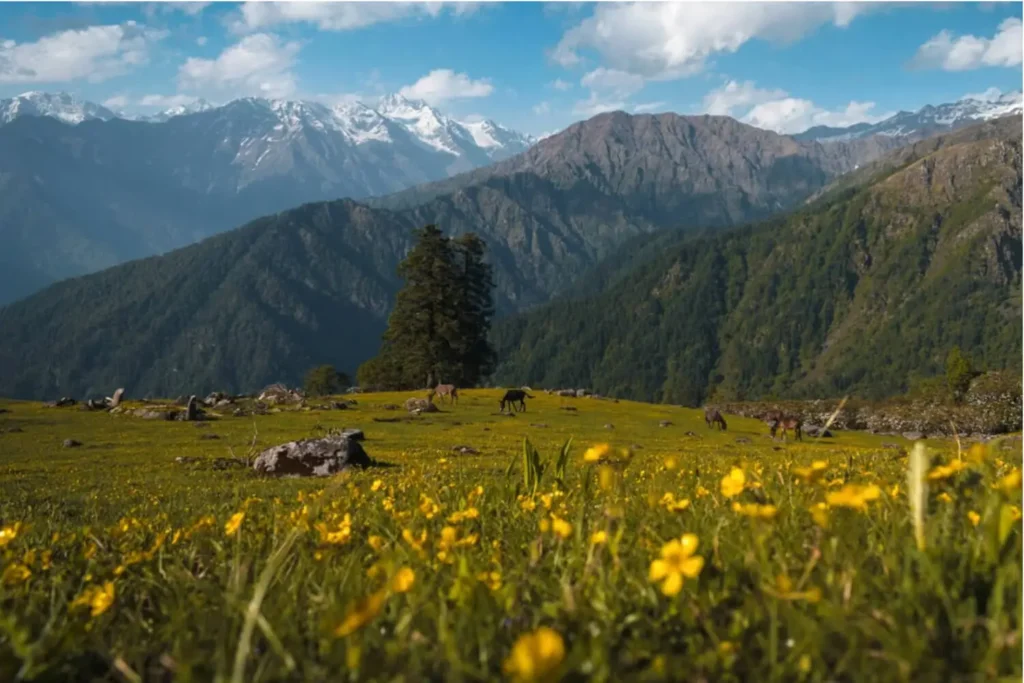 A flower covered meadow creates a picturesque foreground to the majestic mountain views, providing a stunning backdrop.