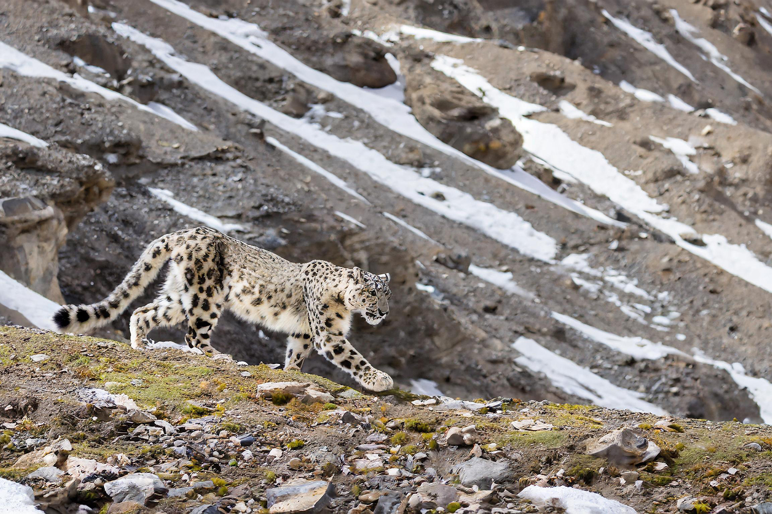 Snow Leopard wildlife expedition by gooutwithowls