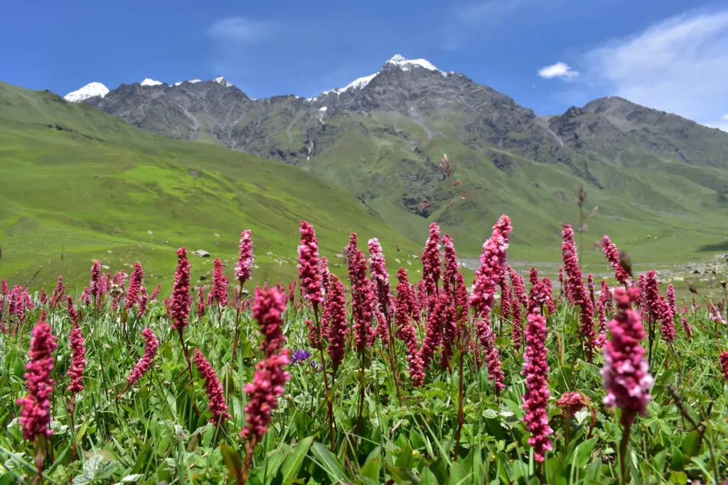Vibrant flora of the Pin Bhaba trek in July