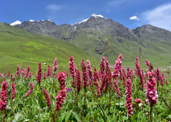 Wildflowers blooming in abundance on Bali Pass Trek.