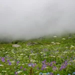 Valley of Flowers trek in Uttarakhand takes you to a large expanse of valley covered in vibrant wildflowers.