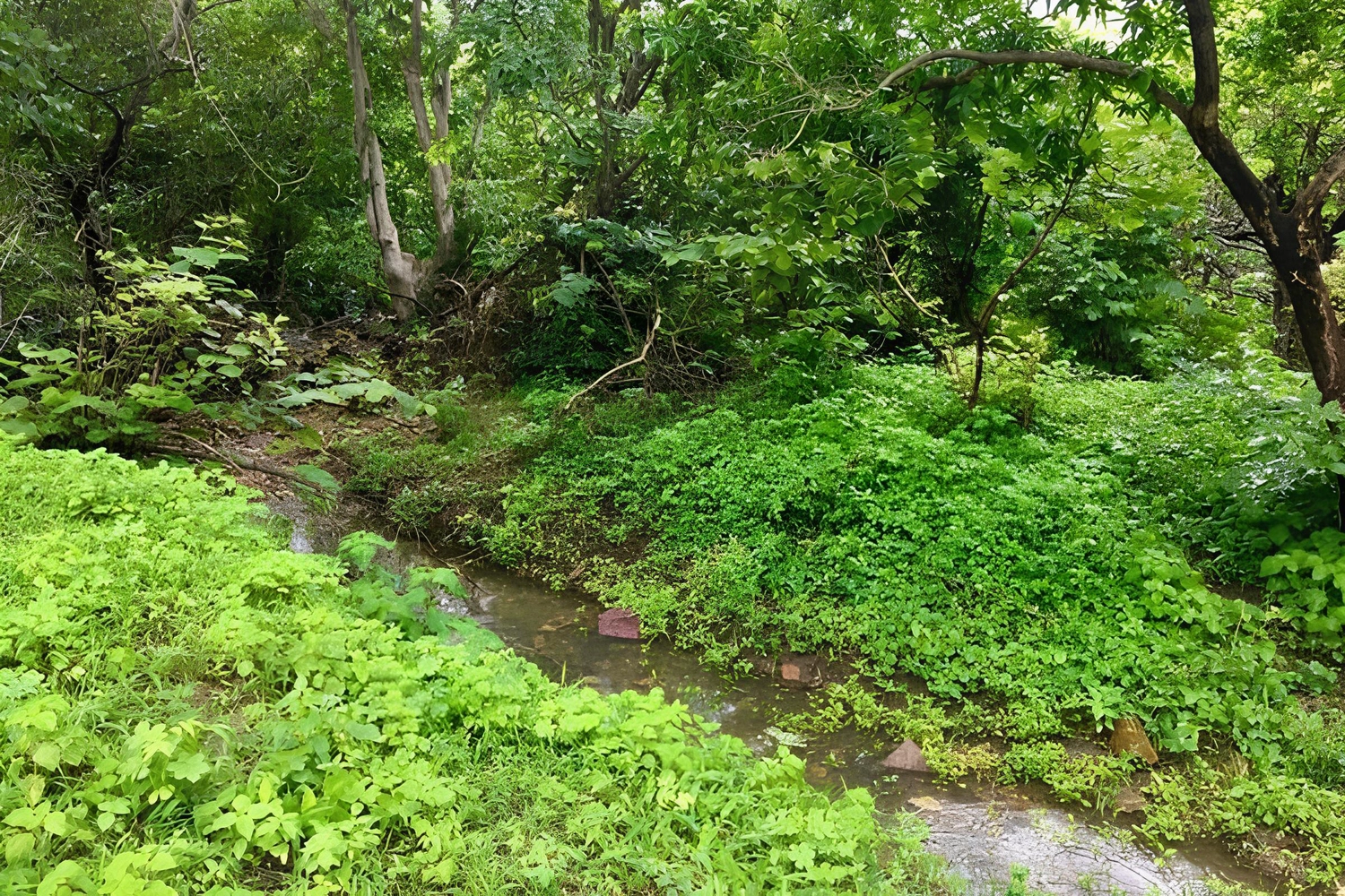 Narsapur forest trail near Hyderabad
