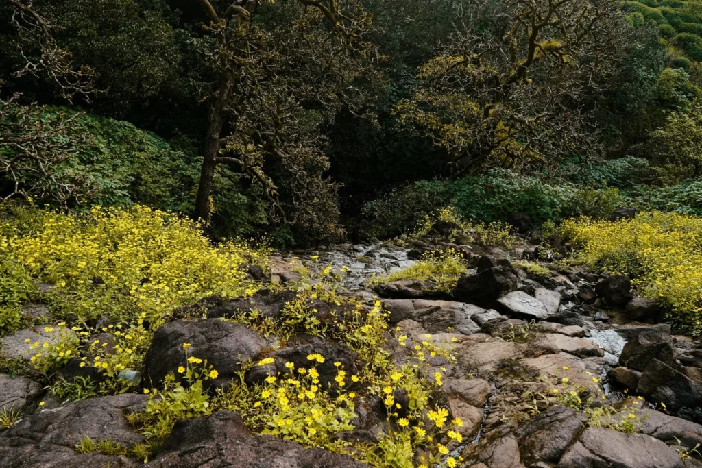 Bhimashankar trek is one of the most picturesque monsoon treks in Maharashtra. 